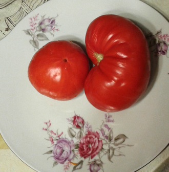 Семена томата Бабушка Боуз