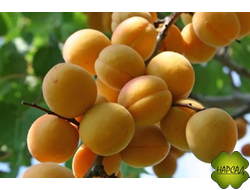 АБРИКОС "ЖИГУЛЕВСКИЙ СУВЕНИР" (самоплодный)