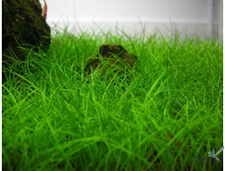 Элеохарис парвула в аквариуме