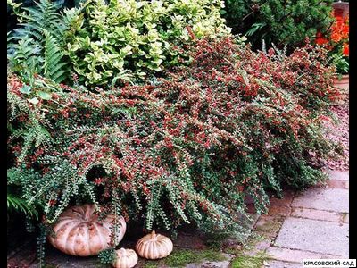 Кизильник горизонтальный - Horizontalis