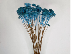 Тысячелистник синий