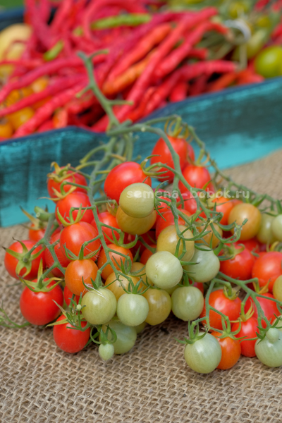 Томат-черри Лилина Коса, 10 шт