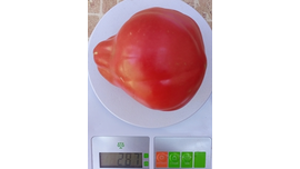 Красная груша гран Сассо