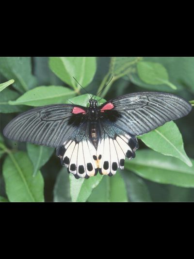 Салют из 10 тропических бабочек . Микс !