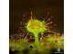 Drosera Rotundifolia | Росянка Круглолистая