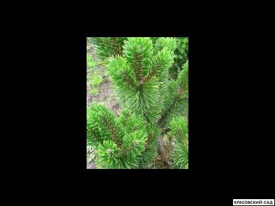 Сосна горная Петерле - Peterle