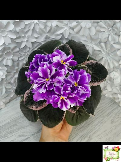 ВаТ-Морской Стиль (Т. Валькова) 2019 г.