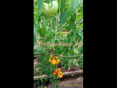 Томат Полуночное солнце (Midnight Sun)