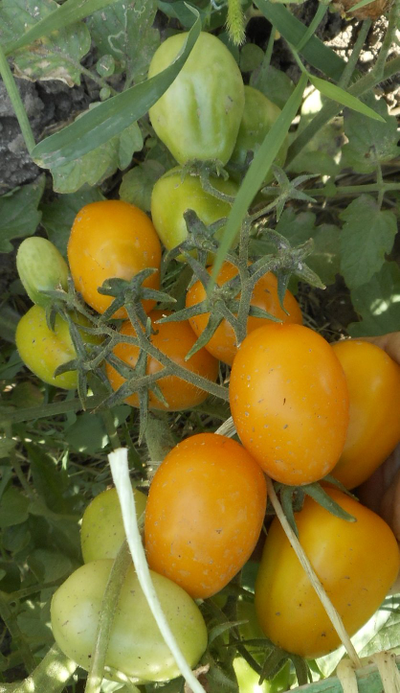 Томат Альпиног