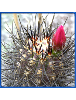 Neoporteria grandiflora KK 1461