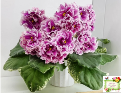 ВаТ-Агат Розовый (Т. Валькова) 2019 г. (лист посажен 21.09.25)