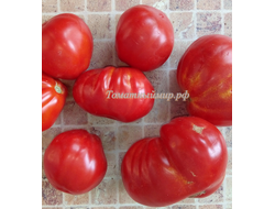 Томат 100 пудов