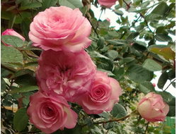 Роза плетистая Mini Eden Rose, C5