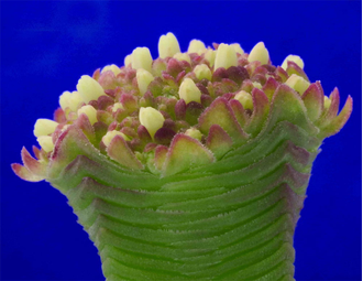 Crassula pyramidalis