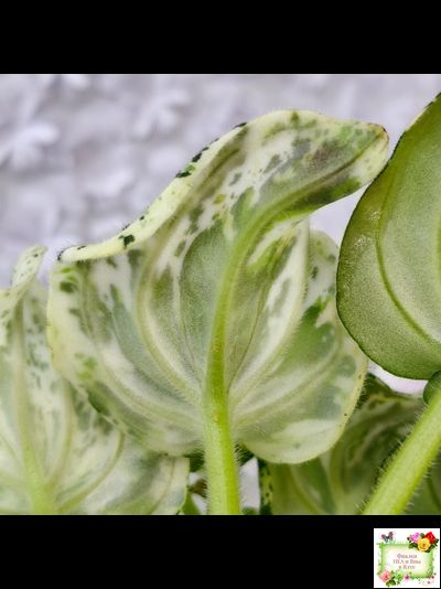 LV-Зюзя (Л. Шевелева) 2025 г. трейлер (клакамас пестролистный)