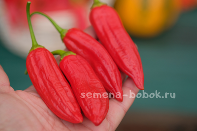 Перец сладкий Baccatum Pepper CAP 455 (Баккатум Кап 455), 10 шт