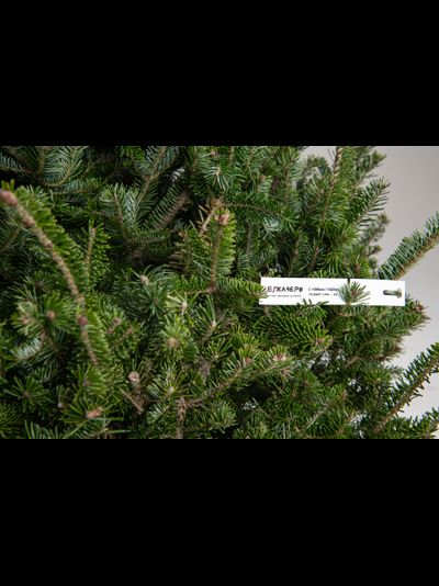 Пихта Фразера 1,25 - 1,5 м