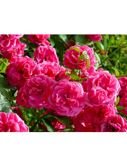 Старинные Розы