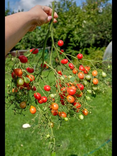 Томат Red Cluster Pear (Кисть Красных Груш), 10 шт