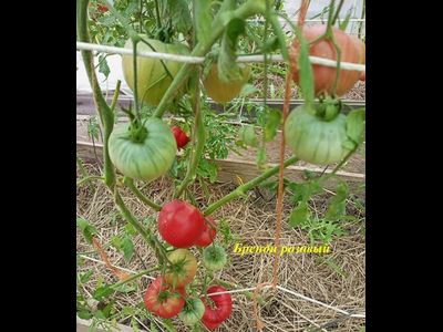 Томат Бренди розовый