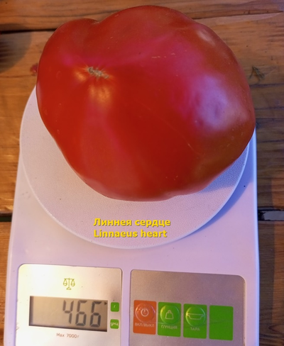 Томат Бычье Сердце Линни (Linnie’s Oxheart), США