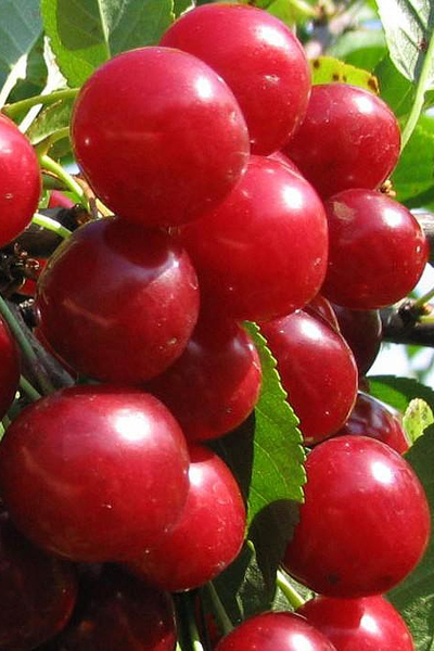 Черевишня (дюк) Факел