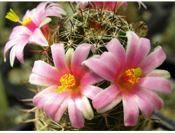 Mammillaria swinglei (=scheldonii) семена