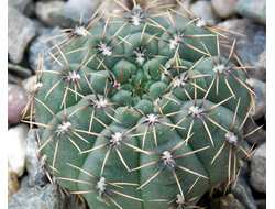 Gymnocalycium bruchii v. niveum VG 536