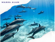 SEA TRIP SATAYA REEF OR DOLPHIN REEF FROM MARSA ALAM