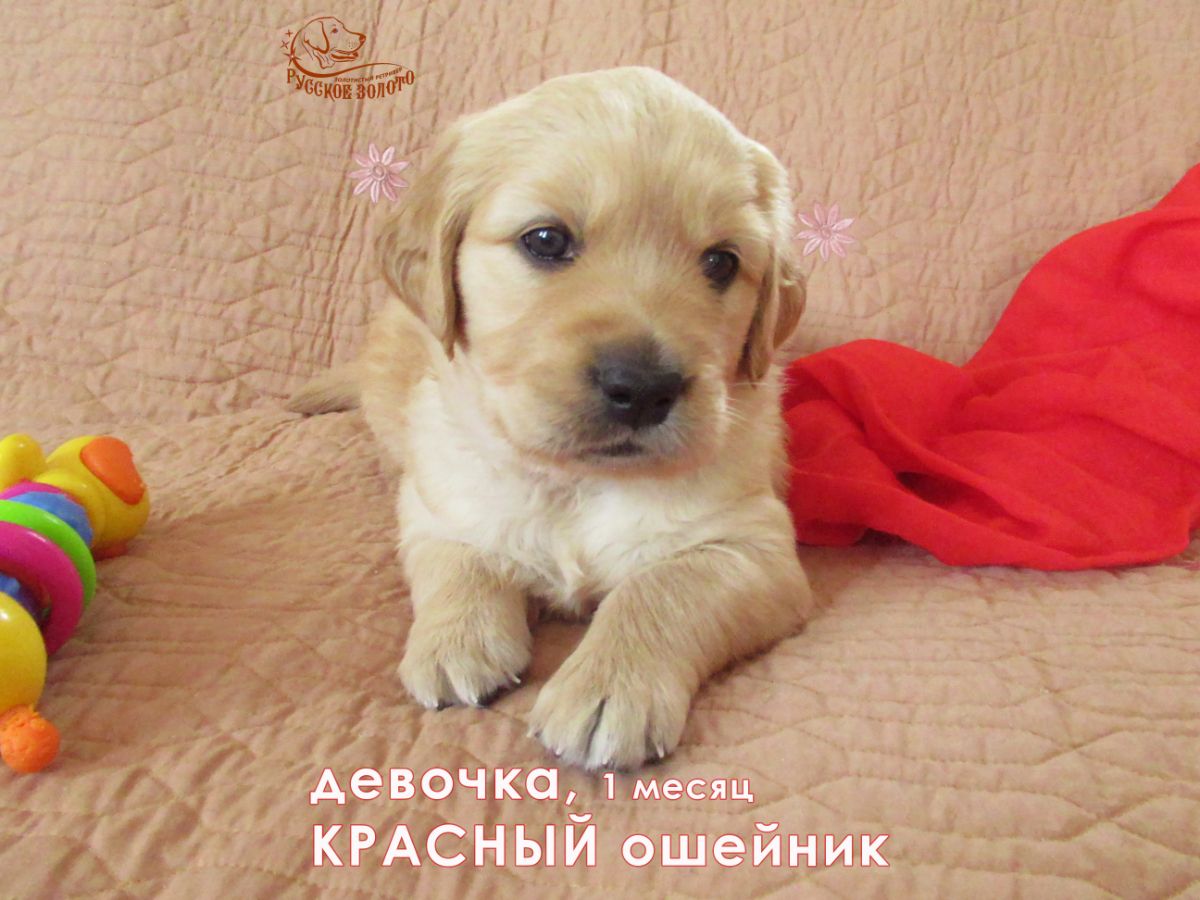 РЗ Паулина Сэнди, девочка красный ошейничек, 1 мес