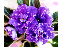 54) ВаТ- Ливень