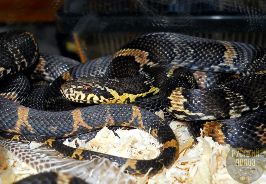 Амурский полоз, Полоз Шренка, Русский полоз, Elaphe shrenckii