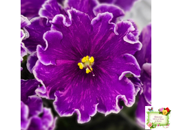 АВ-Просто Космос (Фиалковод) 2019 г.