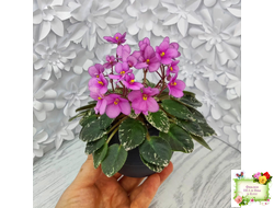 Snuggle Bear (L. Ray) (пасынок укоренённый)