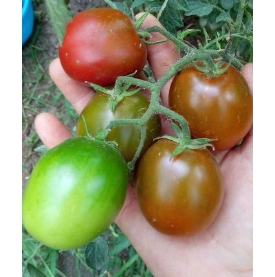 Томат Словенский черный  (Slovenian Black) США