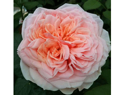 Амороза (Amorosa) чг