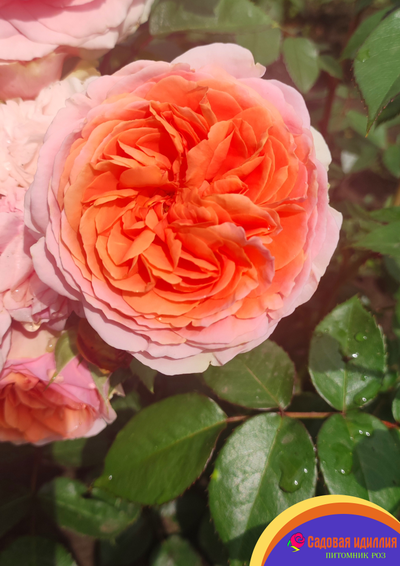 Чиппендейл (Chippendale)