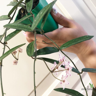 Hoya Lyi china (mengtzeensis)