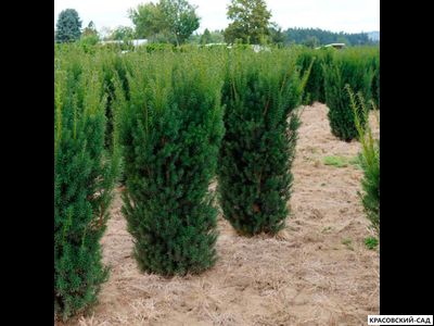 Тис средний Хилли - Hillii