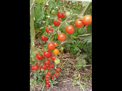 Томат Черри-краса-длинная коса