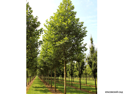 Платан кленолистный - Acerifolia
