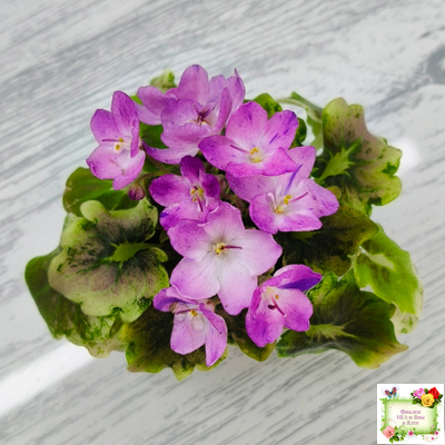 АВ-Почемучка (Фиалковод) 2020 г. (гёрл-листья с кроновой пестролистностью)