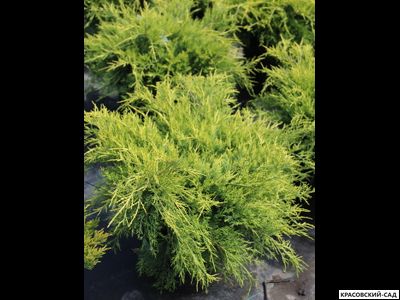 Можжевельник средний Олд Голд - Old Gold