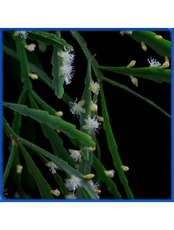 Rhipsalis