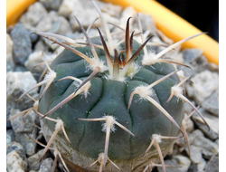 Gymnocalycium bruchii v. niveum VG 536