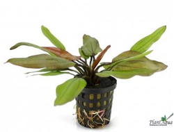 Echinodorus parviflorus "Tropica"