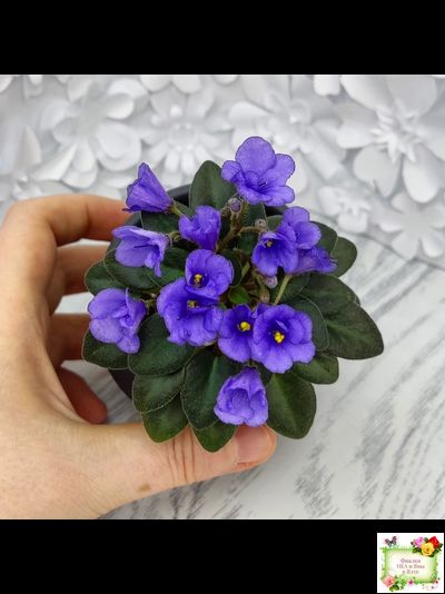 Rob's Twinkle Blue (R.Robinson)