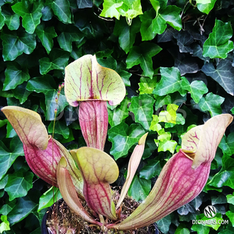 Sarracenia x alata x catesbaei