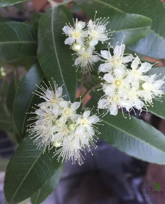 Бакхузия Мирт Лимонный / Backhousia citriodora