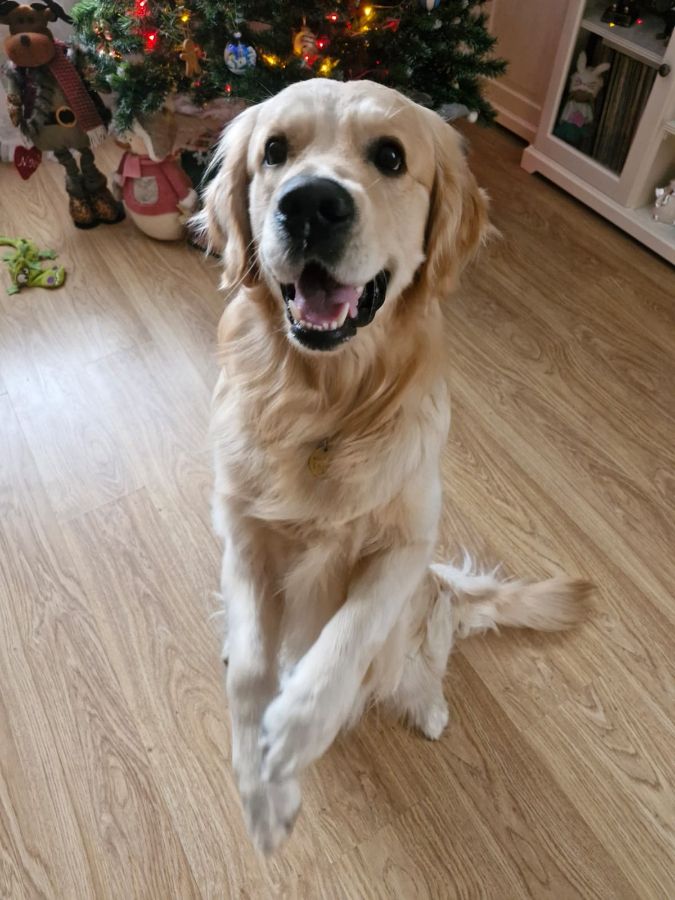 Улыбчивый пацан Томми (РЗ Палермо) - веселый сын Маргоши.